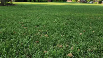 St Louis lawn recovering after professional aeration, showing greener, denser turf from Chop Chop Landscaping