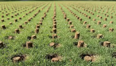 Close-up of soil core plugs after lawn aeration on St Louis MO turf by Chop Chop Landscaping